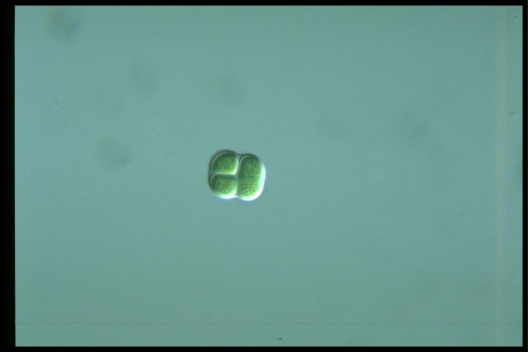 protist image