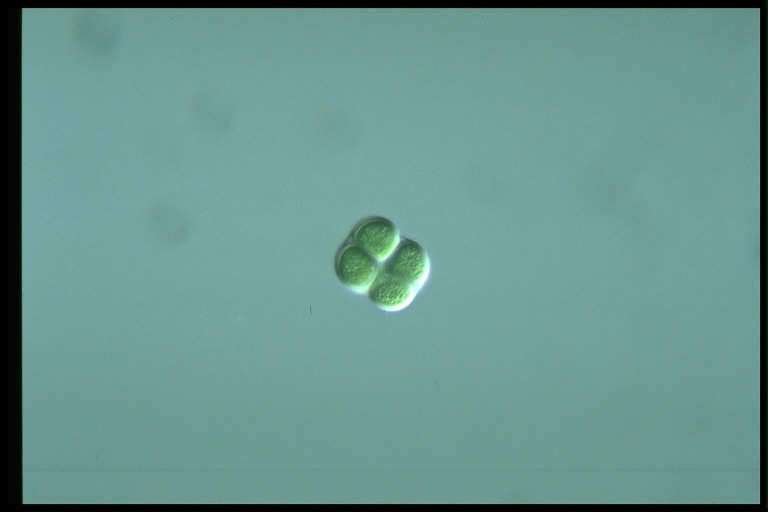 protist image