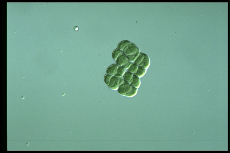 protist image