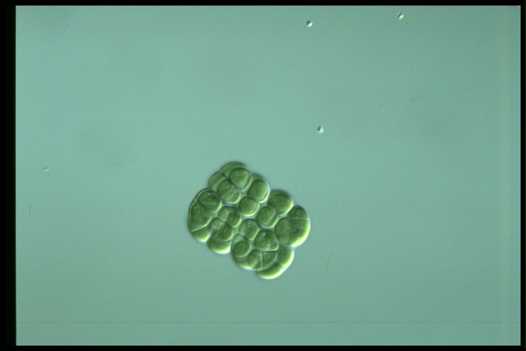 protist image