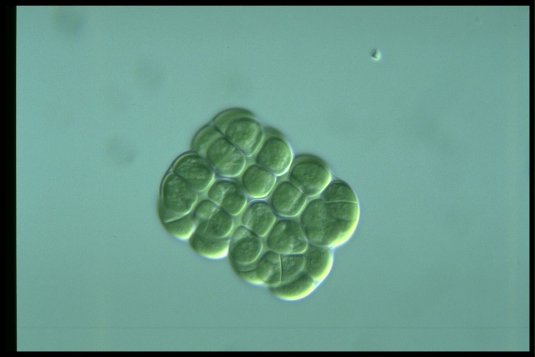 protist image