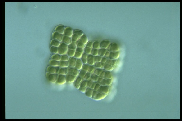 protist image