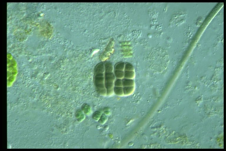 protist image