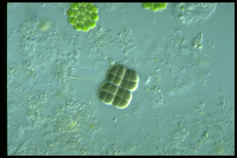 protist image