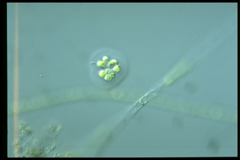 protist image