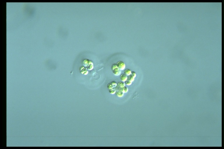 protist image