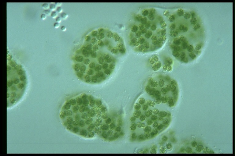 protist image