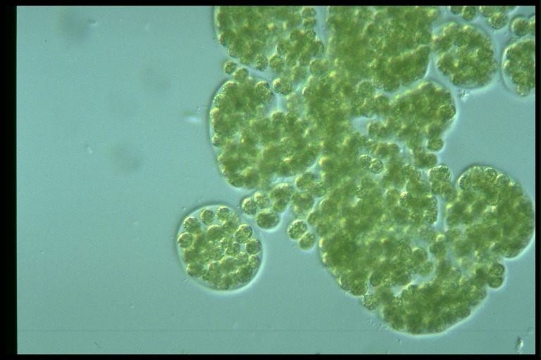 protist image