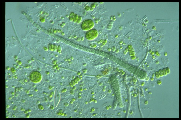 protist image