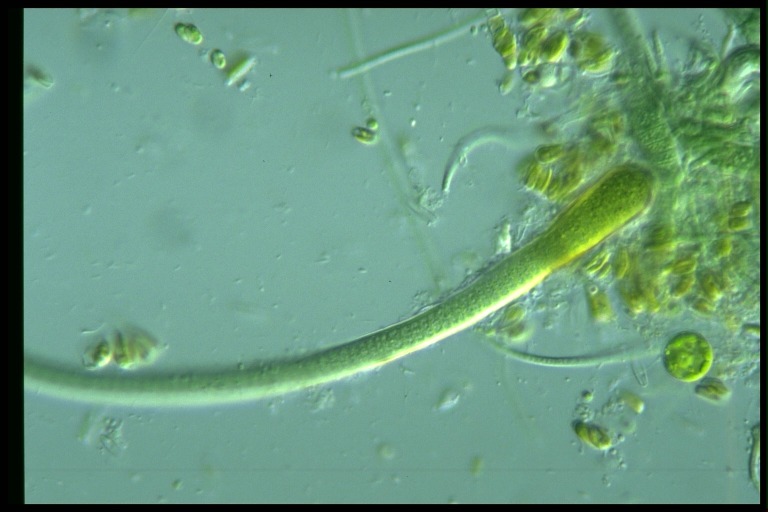 protist image