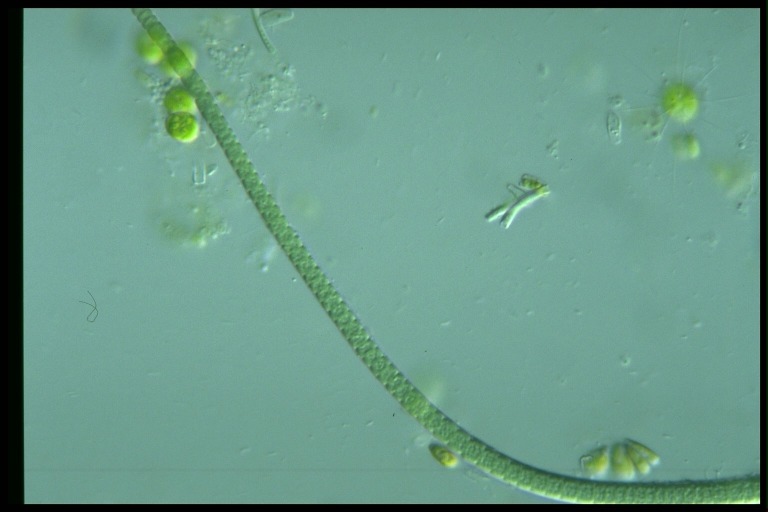 protist image