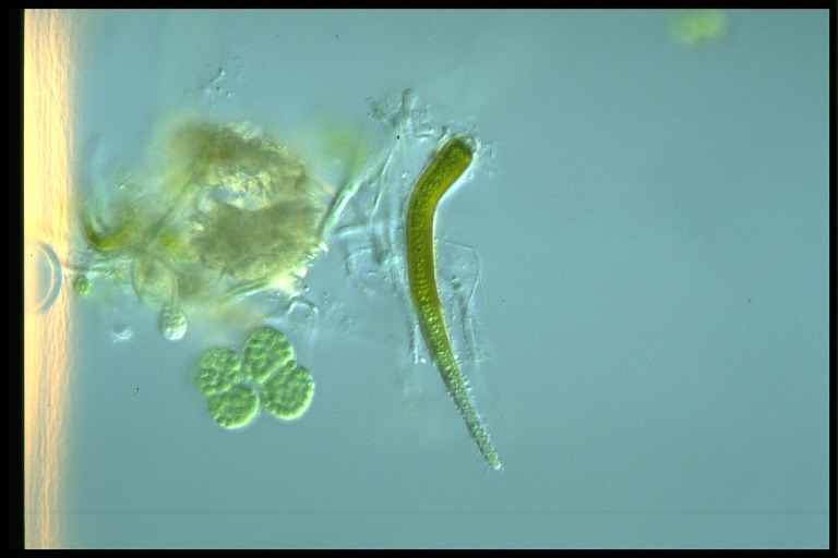 protist image