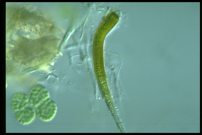 protist image