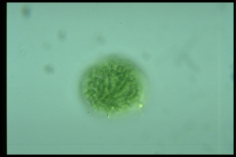 protist image