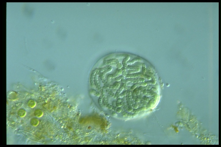 protist image