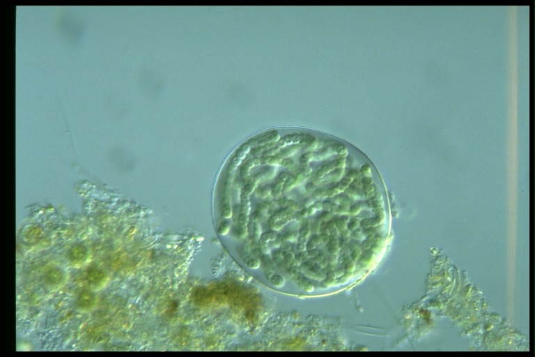 protist image