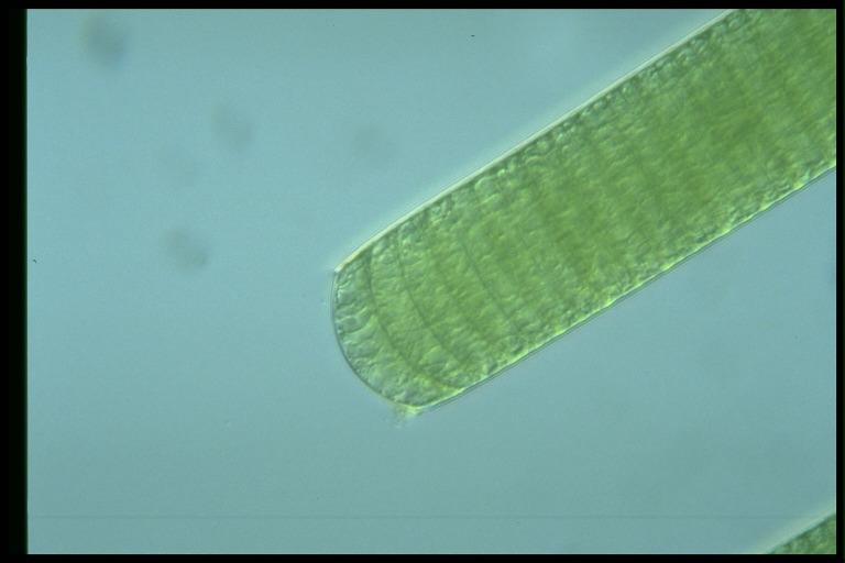 protist image