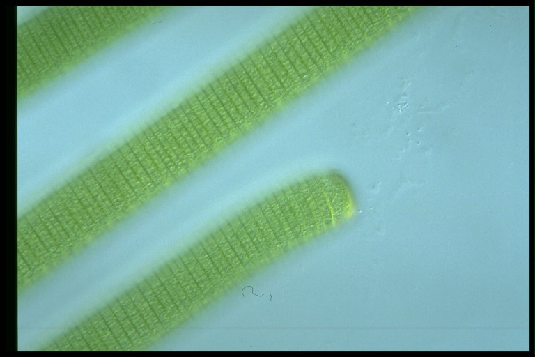 protist image