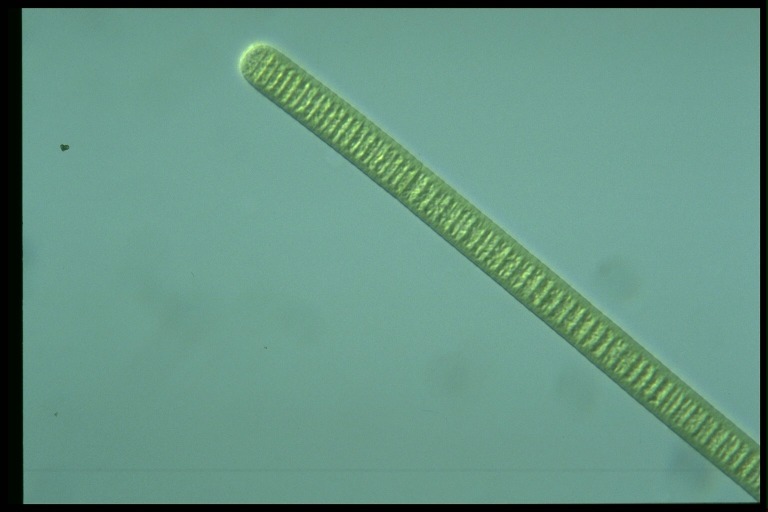 protist image