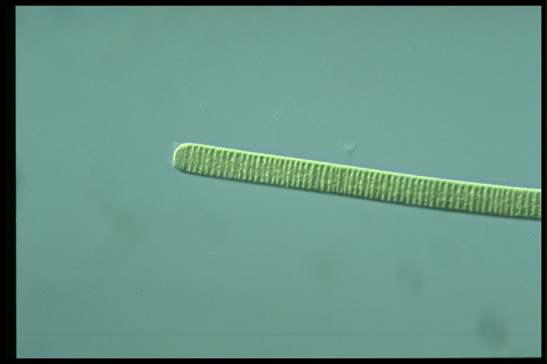 protist image