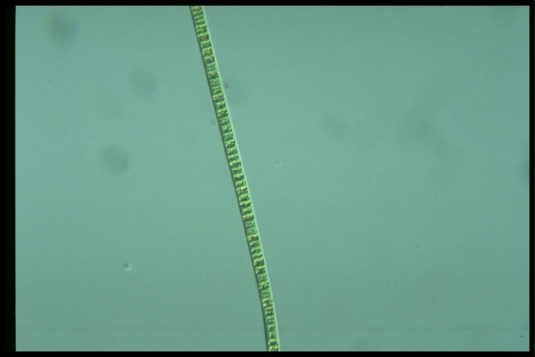 protist image