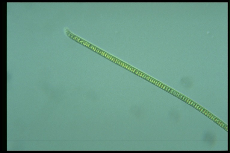 protist image