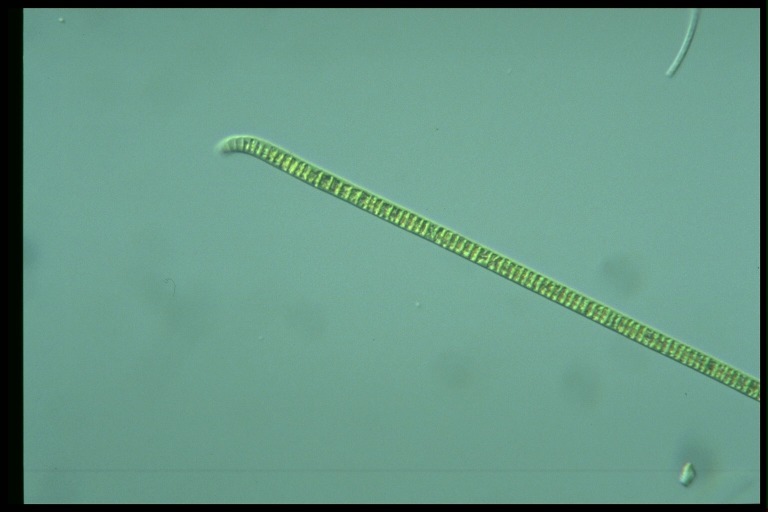 protist image