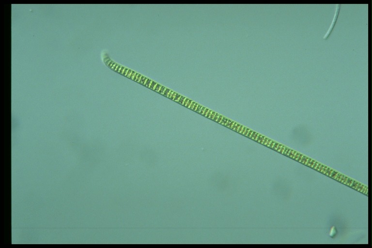 protist image