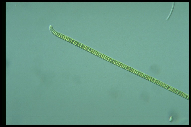 protist image