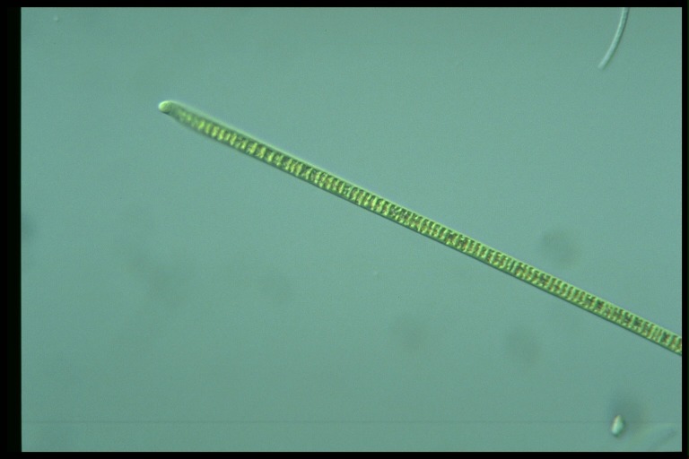 protist image