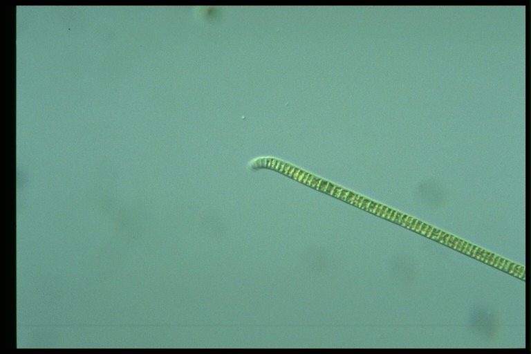 protist image