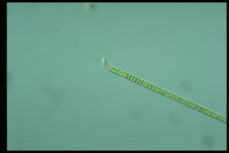 protist image