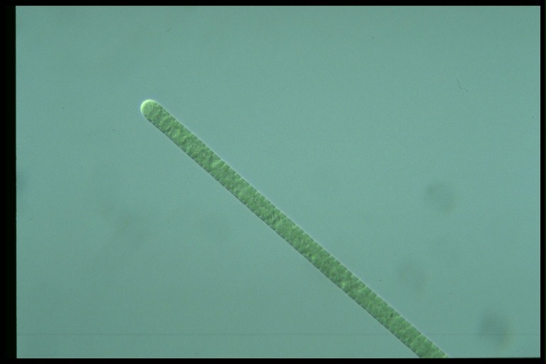 protist image