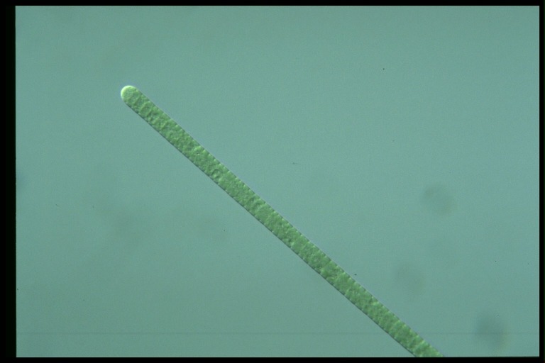 protist image