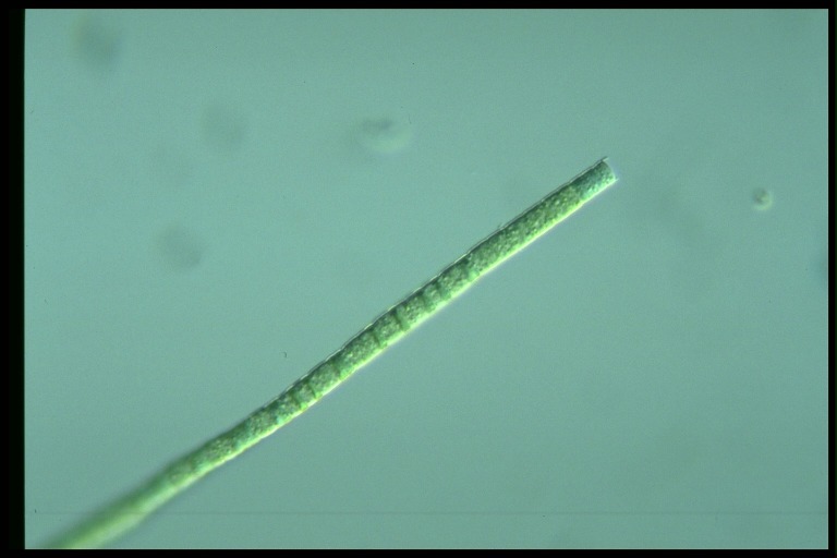 protist image