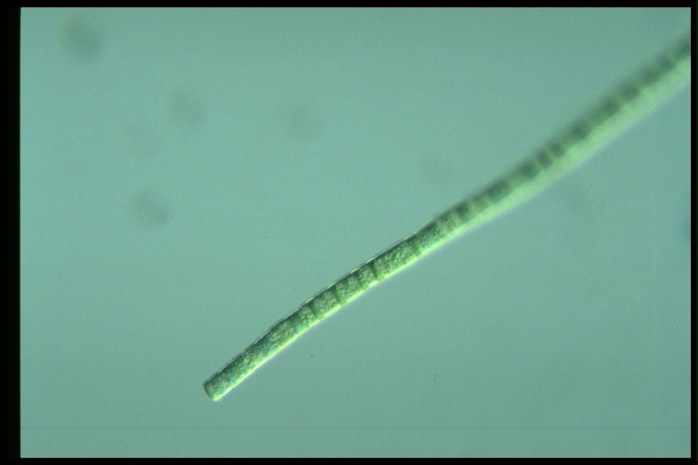 protist image