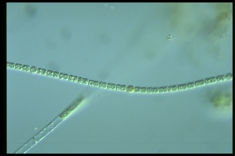 protist image