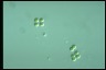 Chroococcus