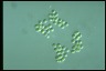 Chroococcus