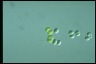 Chroococcus