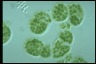 Microcystis