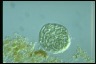 Anabaena