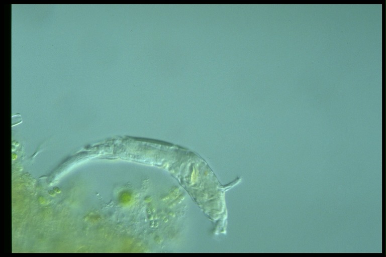 protist image