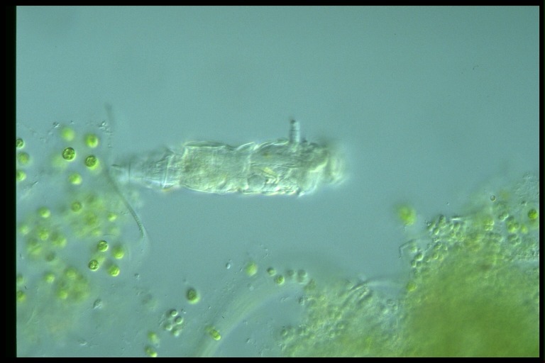 protist image