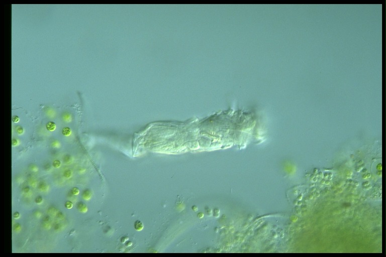 protist image