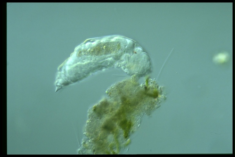 protist image