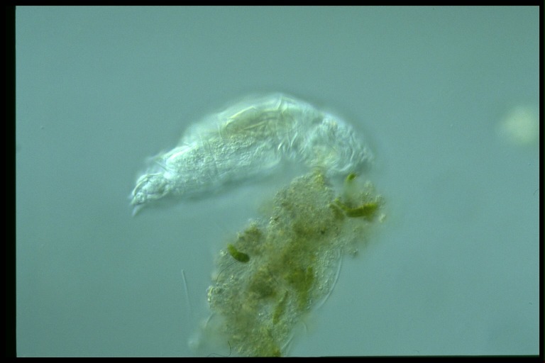 protist image