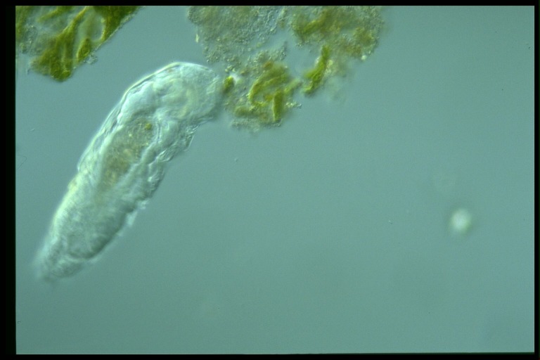 protist image