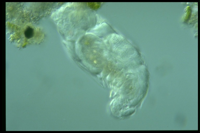 protist image