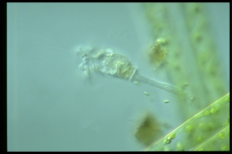 protist image